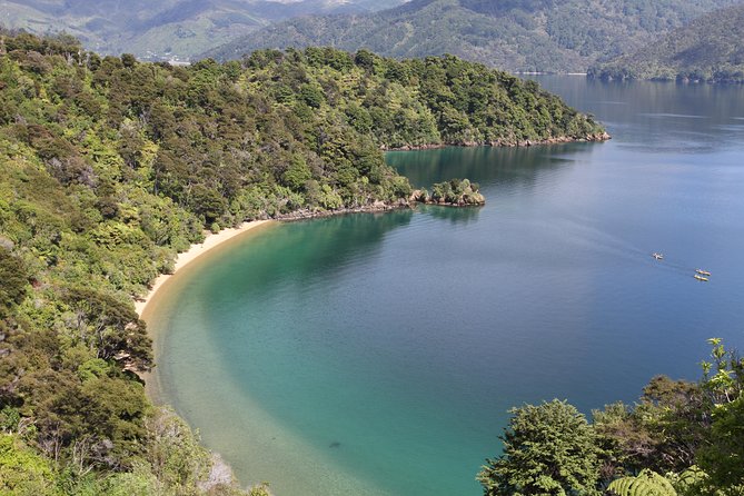 Half day Sea Kayak Guided Tour from Picton - Guides, safety, and the beginner question