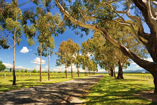Half-Day Wine Tour from Blenheim - Three or four wineries, with a flexible route