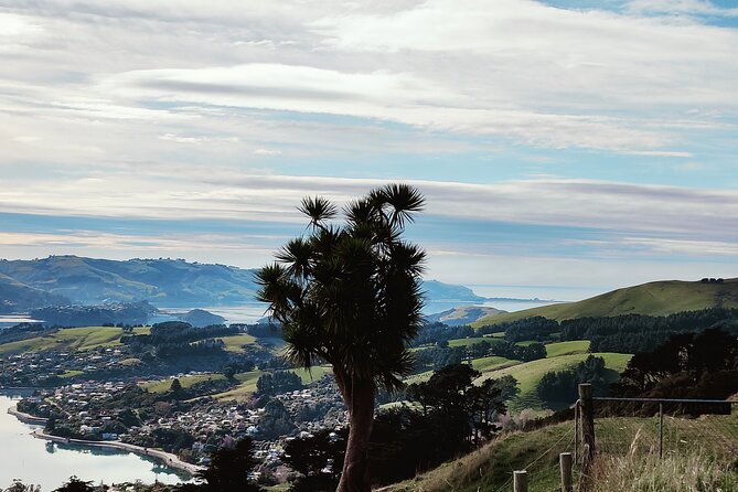 Heritage City and Larnach Castle Van tour with Historian Guide - Luna Restaurant adds a scenic pause, but budget for lunch