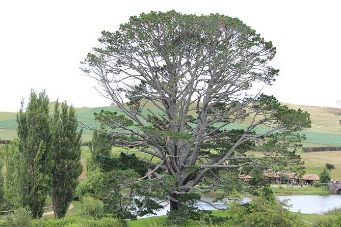 Hobbiton Afternoon Tour in Luxury Minibus from Auckland - Why the afternoon timing works well