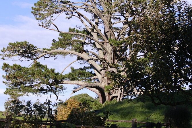 Hobbiton Afternoon Tour in Luxury Minibus from Auckland - Who will enjoy this Auckland day trip
