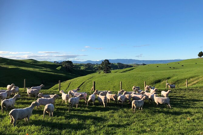 Hobbiton Movie Set Day Tour - What the $213.79 price covers