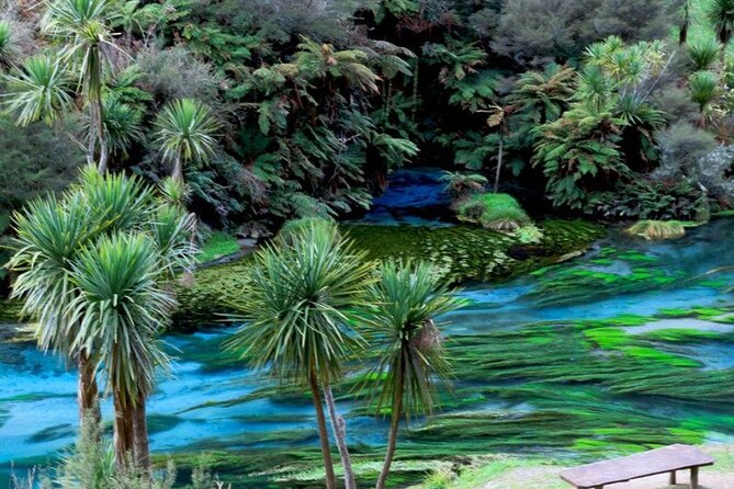 Hobbiton Movie Set Tour to Blue Springs and Mineral Spa - Blue Springs and the clear water walk