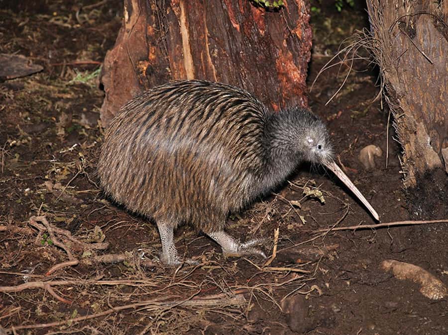 Hokitika: The National Kiwi Centre Tickets - Key Points to Know