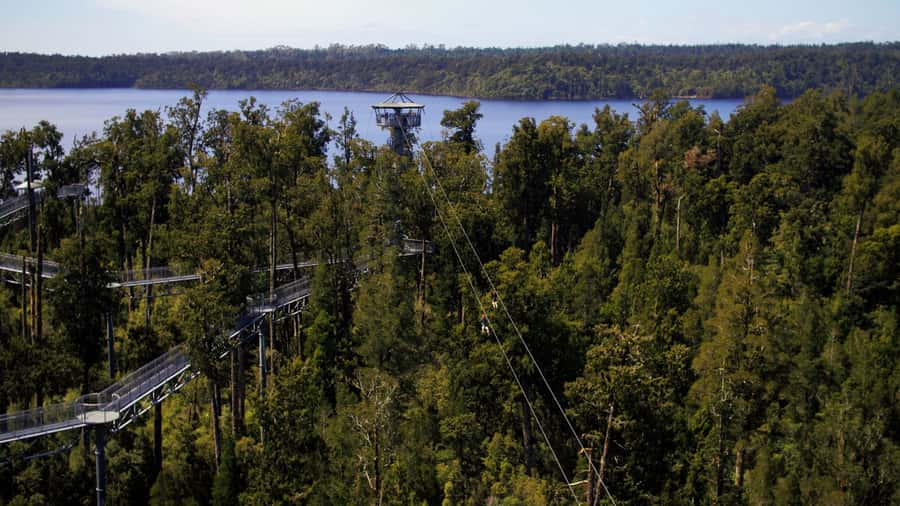 Hokitika: West Coast Tree Top Tower Zip Line and Walk - Hokitika rainforest from above