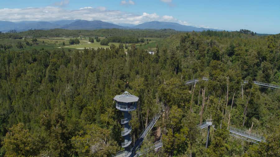 Hokitika: West Coast Tree Top Tower Zip Line and Walk - What the 425-meter zip line feels like