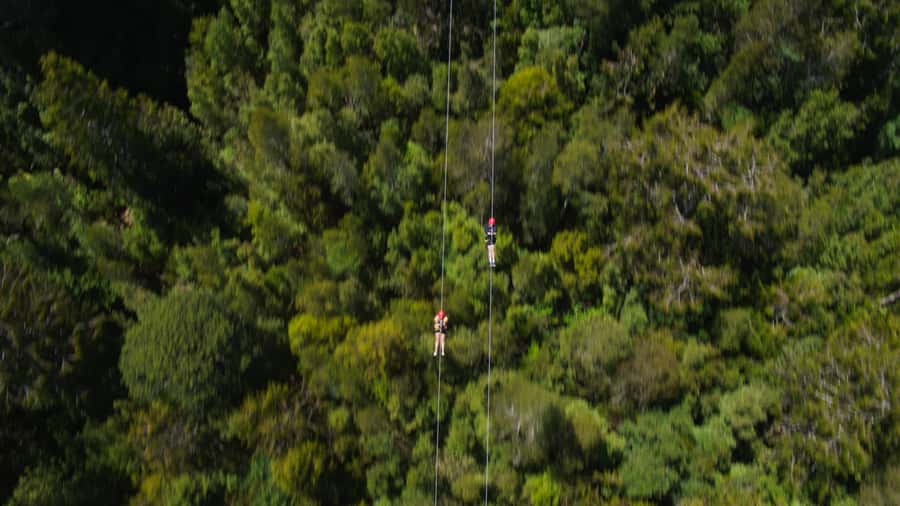 Hokitika: West Coast Tree Top Tower Zip Line and Walk - Is $71 a fair price?