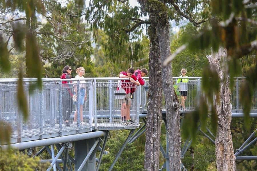 Hokitika: West Coast Treetop Walkway Entrance Ticket - The best viewpoints, from canopy to Tasman Sea