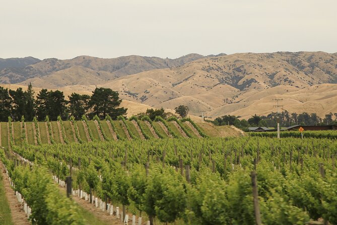 Hop on Hop off Wine Tours Marlborough - Lunch among the vines