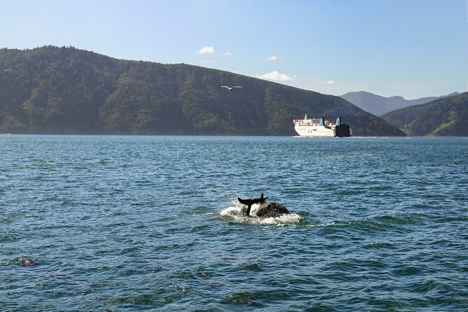 InterIslander Ferry - Wellington to Picton - What the Cook Strait crossing is like