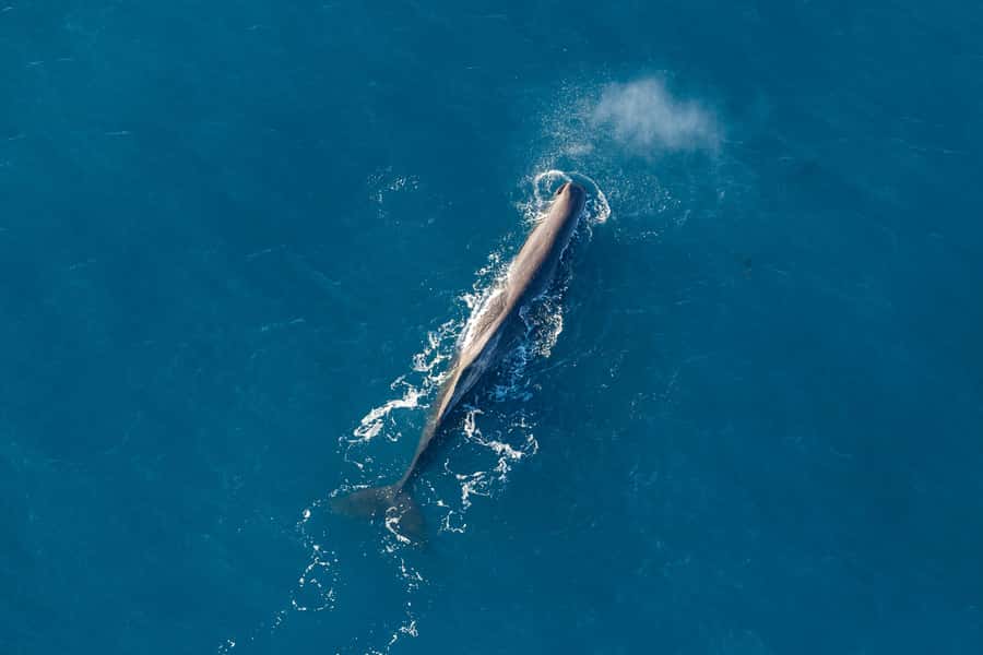 Kaikoura: 1-Hour Whale Watching Helicopter Tour - Key points to know before you book