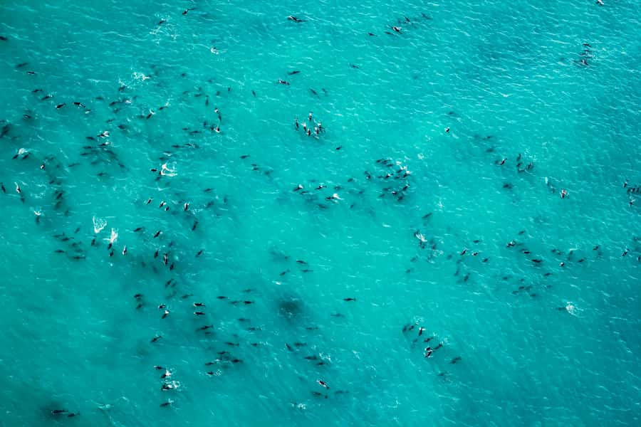 Kaikoura: 1-Hour Whale Watching Helicopter Tour - Along the Kaikōura Peninsula with dolphins and seals