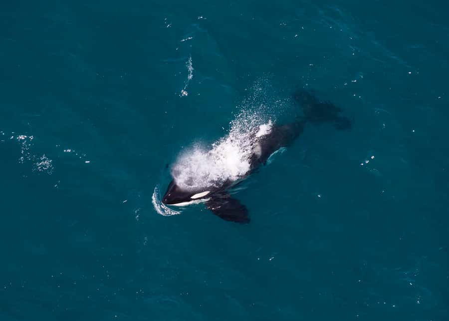 Kaikoura: 1-Hour Whale Watching Helicopter Tour - What the $792 price really buys you