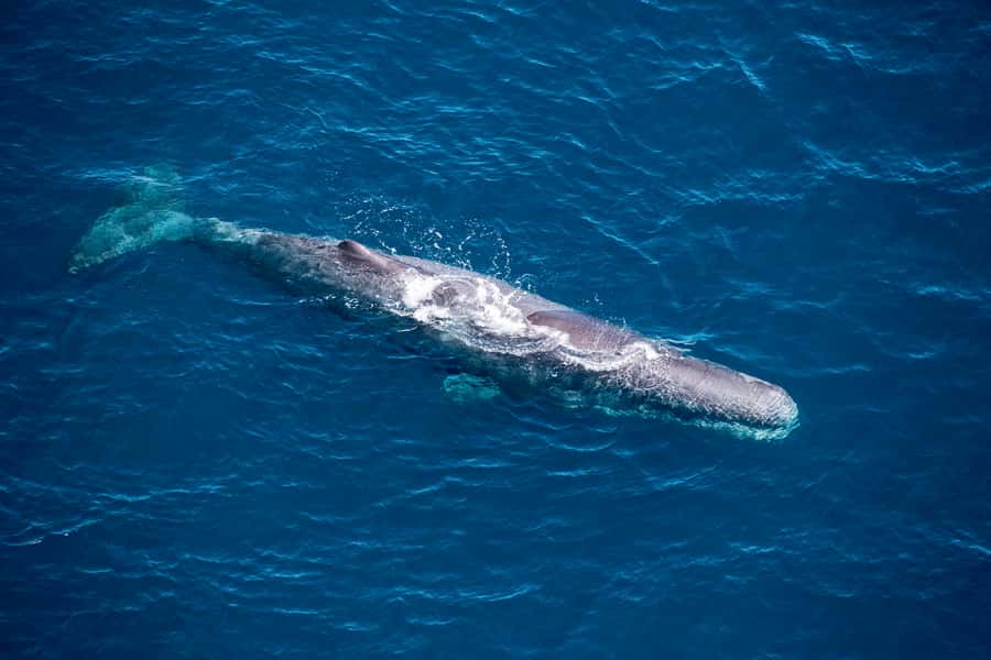 Kaikoura: 1-Hour Whale Watching Helicopter Tour - Starting at Kaikōura Airport