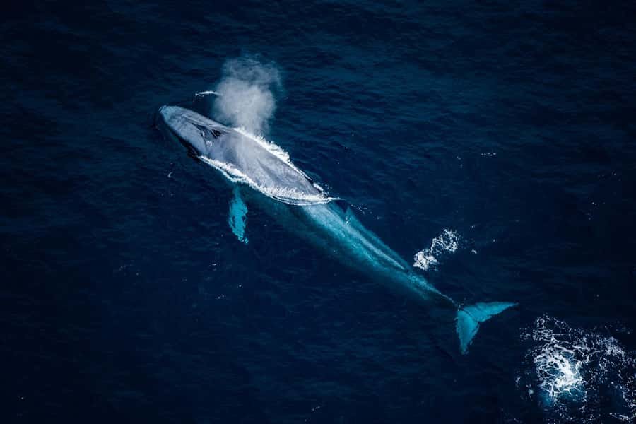 Kaikōura: 45-Minute Whale Watching Helicopter Tour - Who will enjoy this flight most