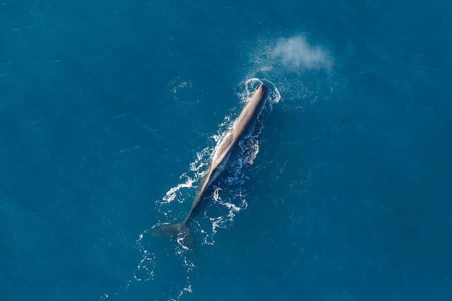 Kaikoura: Extended Flight Whale Watching & Mountain Tour - Why Kaikōura works so well from the air