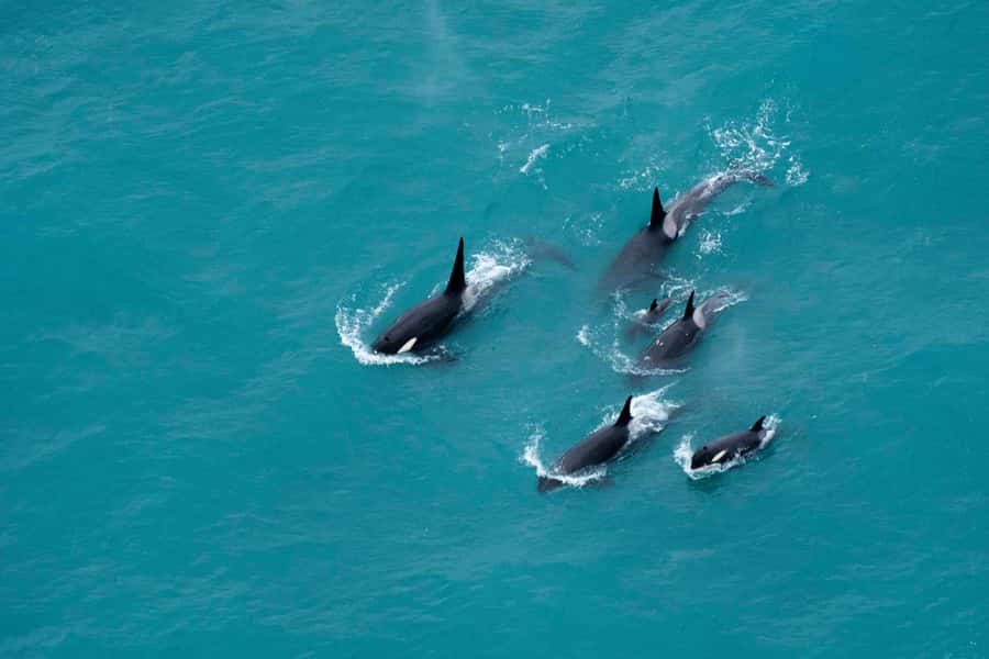 Kaikoura: Extended Flight Whale Watching & Mountain Tour - A six-seat cabin changes the viewing experience