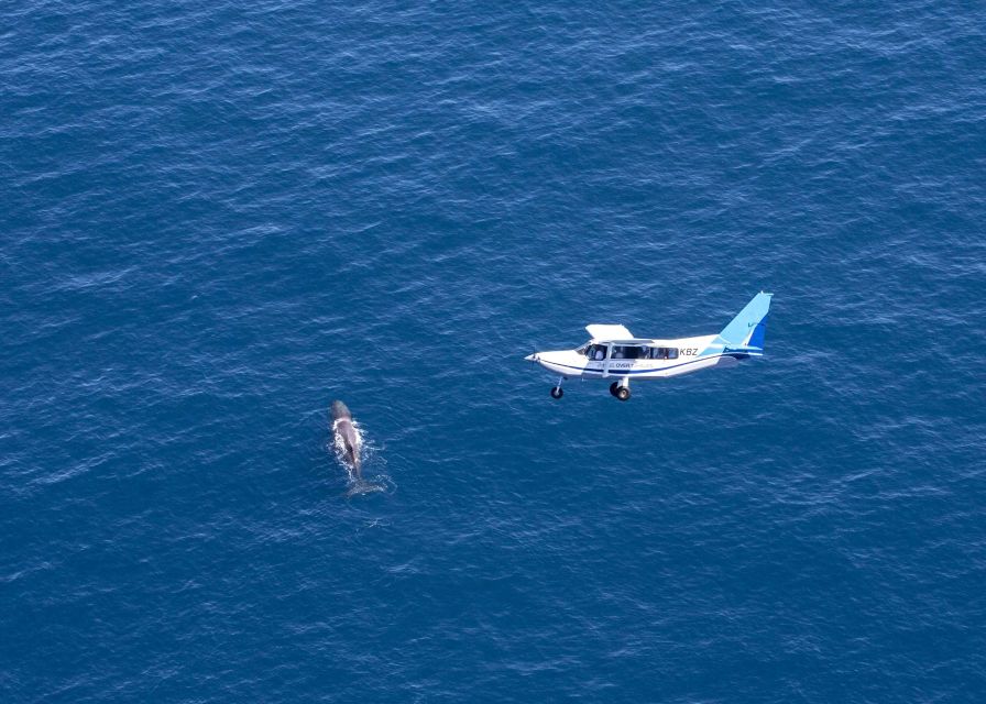 Kaikoura: Extended Flight Whale Watching & Mountain Tour - Photography from a window seat
