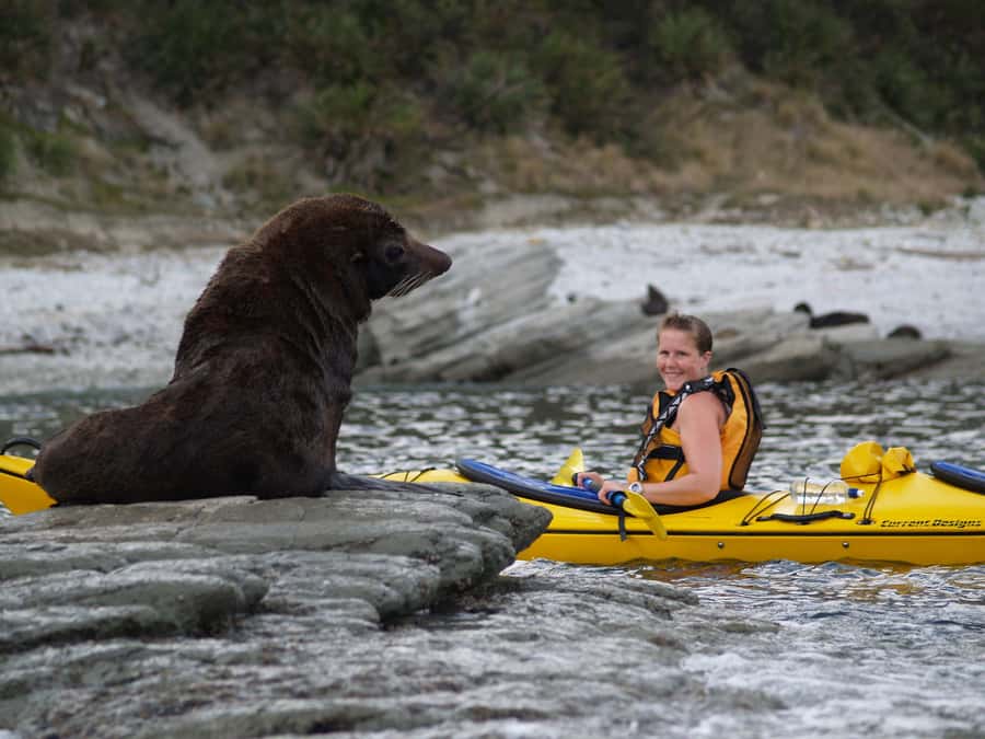Kaikoura: Half-Day Wildlife Kayaking Tour - Key points before you book