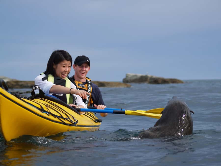 Kaikoura: Half-Day Wildlife Kayaking Tour - Kaikoura’s coast from a low seat on the water