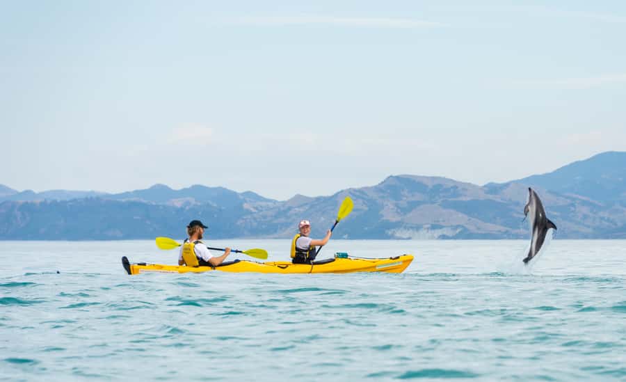 Kaikoura: Half-Day Wildlife Kayaking Tour - Dolphins, penguins, and the bonus wildlife
