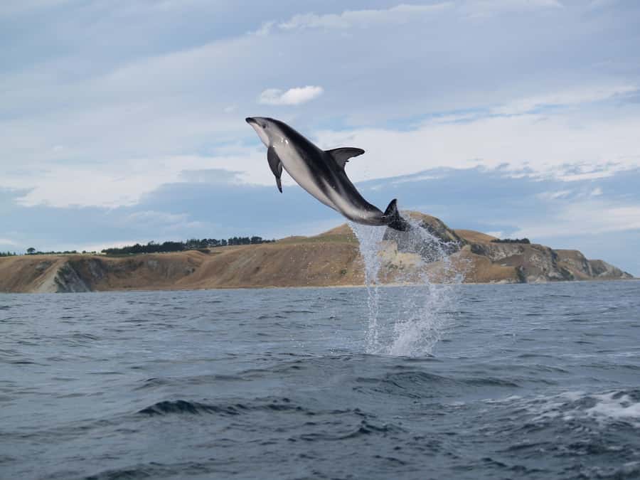 Kaikoura: Half-Day Wildlife Kayaking Tour - How hard is the kayaking?