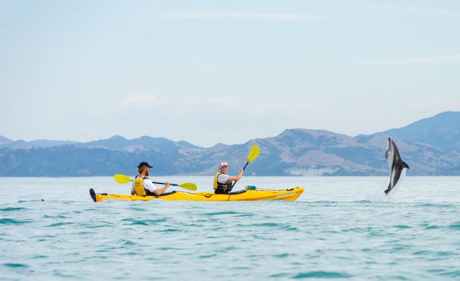 Kaikoura: Half-Day Wildlife Kayaking Tour - Guides, group feel, and safety