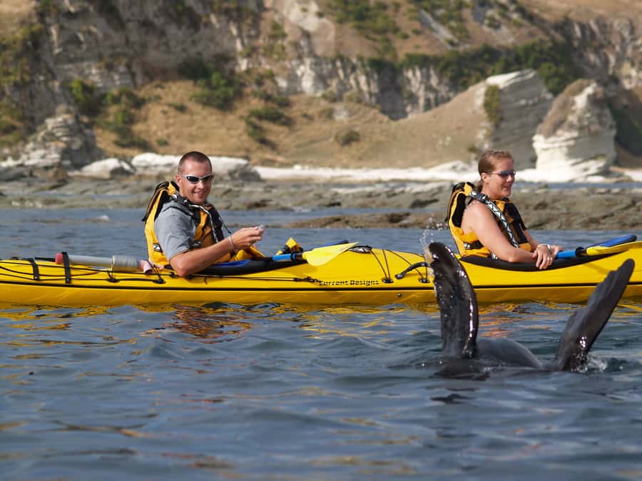 Kaikoura: Half-Day Wildlife Kayaking Tour - Who will enjoy this half-day trip?