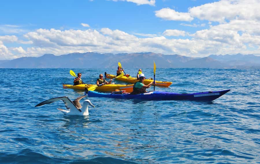 Kaikoura: Half-Day Wildlife Kayaking Tour - Cancellation and booking flexibility
