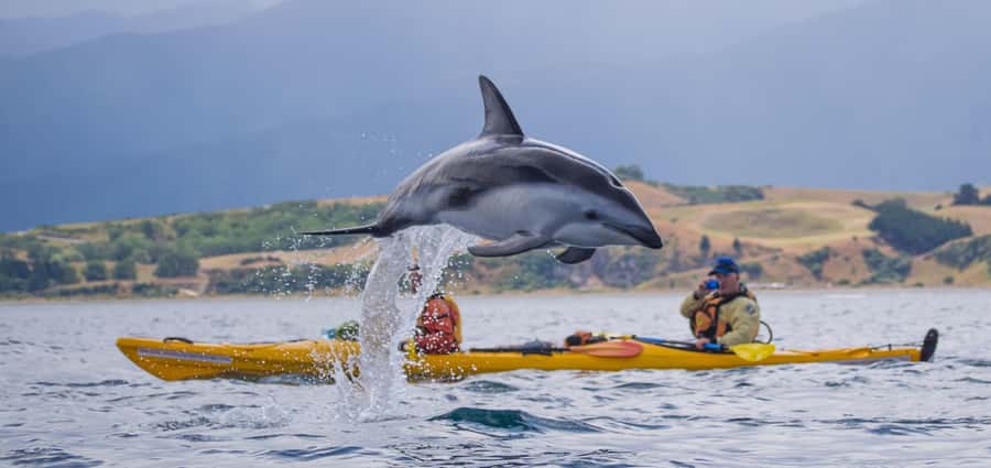 Kaikoura: Half-Day Wildlife Kayaking Tour - Getting started with Kaikoura Kayaks