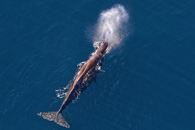 Kaikoura Helicopters Classic Whale Watch - Key points at a glance
