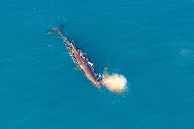 Kaikoura Helicopters Classic Whale Watch - Weather, cancellations, and practical planning