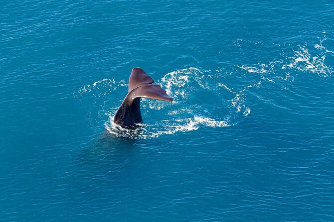 Kaikoura Helicopters Extended Whale Watch - Key points about the Kaikōura whale flight
