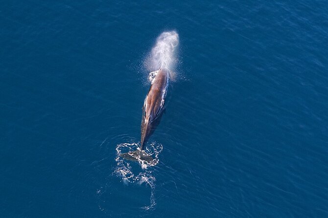 Kaikoura Helicopters Extended Whale Watch - Why the extra 40 minutes matter offshore