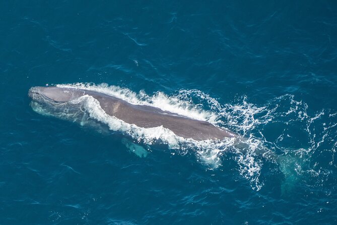 Kaikoura Helicopters Extended Whale Watch - Searching for sperm whales from the air