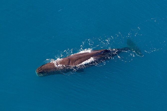 Kaikoura Helicopters Top n Tail Whale Watch flight - Why this Kaikōura flight is different