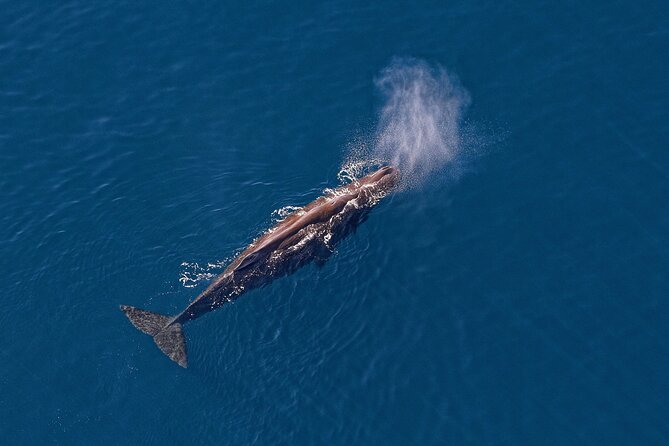 Kaikoura Helicopters Top n Tail Whale Watch flight - What the pilot adds to the flight