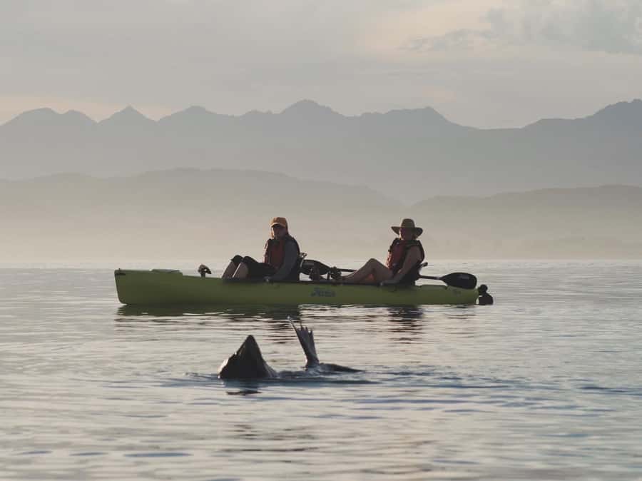 Kaikōura: Kayak Sunset Tour with Seal Sightings - What the $83 price includes