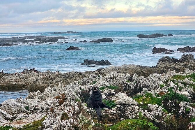 Kaikoura Private Whale Watching Day Trip from Christchurch - What is included, and what is not