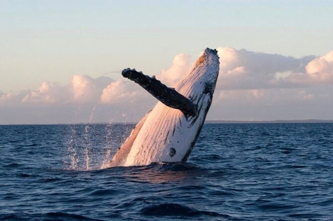 Kaikoura Private Whale Watching Day Trip from Christchurch - Kaikoura’s whale-watching cruise