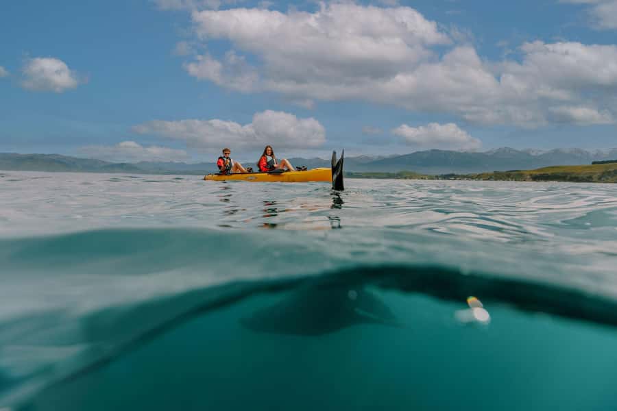 Kaikoura: Seal-Watching Pedal Kayak Tour - Why pedal kayaks work so well in Kaikoura