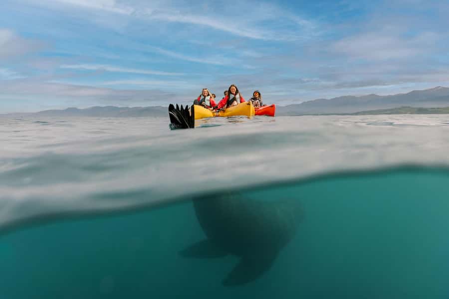 Kaikoura: Seal-Watching Pedal Kayak Tour - Starting at 18 Beach Road