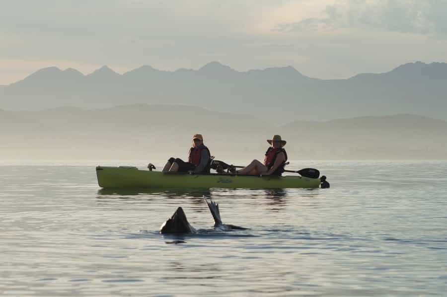 Kaikoura: Seal-Watching Pedal Kayak Tour - Two hours around the Kaikoura Peninsula
