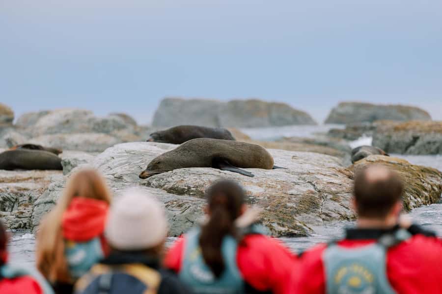 Kaikoura: Seal-Watching Pedal Kayak Tour - Fur seals, penguins, and albatrosses