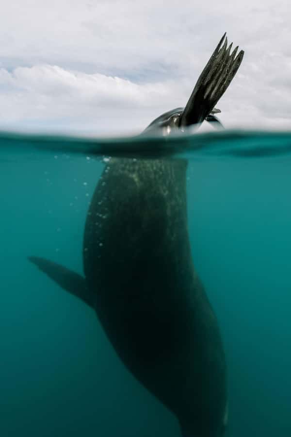 Kaikoura: Seal-Watching Pedal Kayak Tour - What the price means at $83