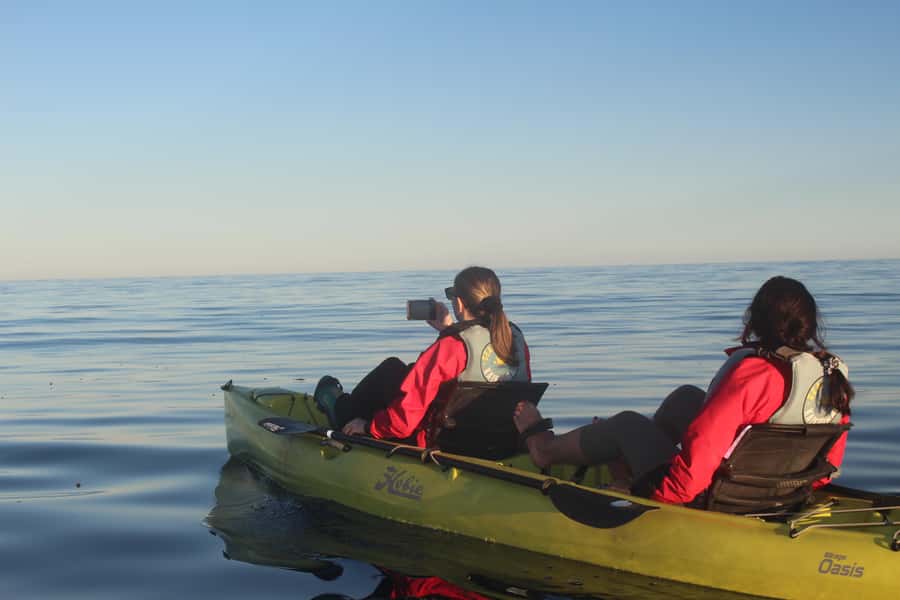 Kaikoura: Seal-Watching Pedal Kayak Tour - Who should book this activity