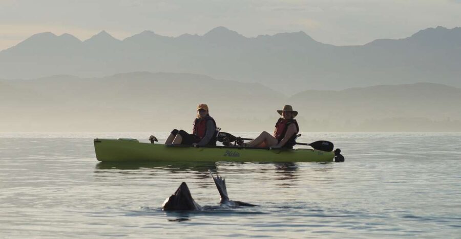 Kaikoura: Seal-Watching Pedal Kayak Tour - Weather, timing, and the ocean
