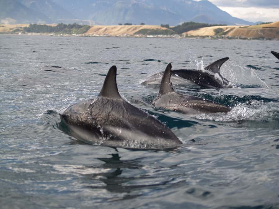 Kaikoura: Sunset Evening Kayaking Tour - Key points before you book