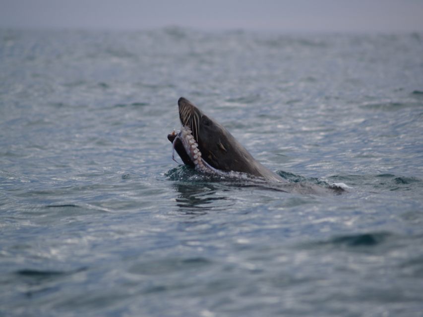 Kaikoura: Sunset Evening Kayaking Tour - Who should book this evening paddle?