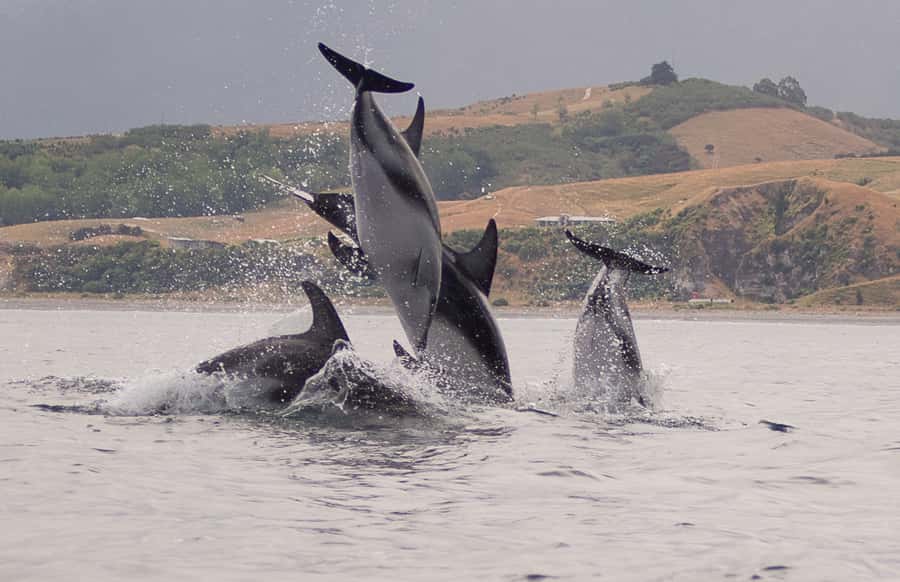Kaikoura: Sunset Evening Kayaking Tour - Stories of Maori use and early whaling